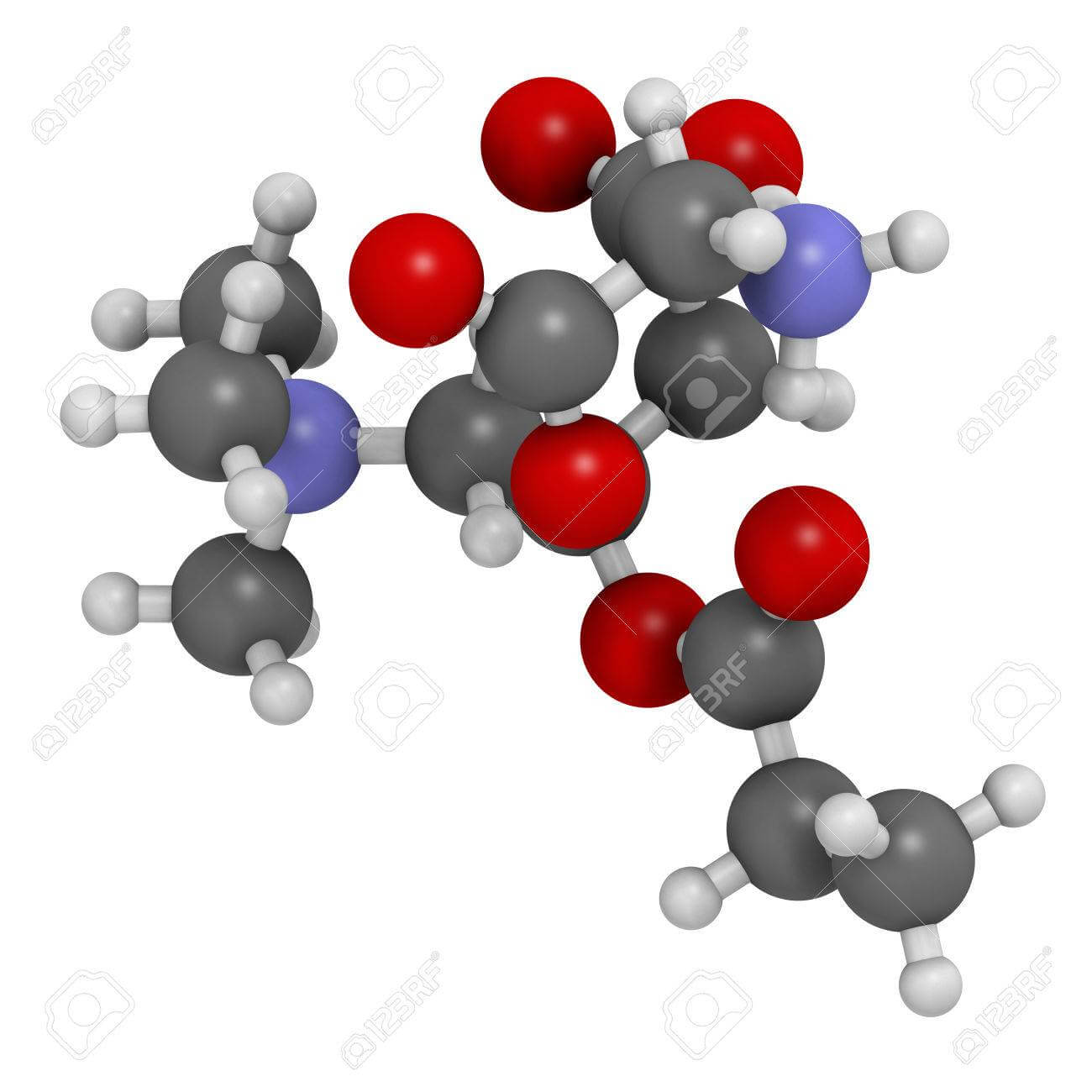 Molecula de L-carnitina